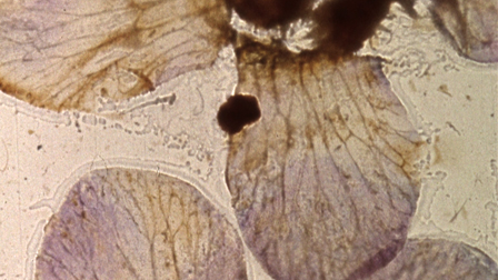 By Brakhage: An Anthology, Volume One Film Still